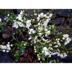 Chaenomeles Superba Jet trail – Japanse Sierkwee voedselbos, Ophalen of Verzenden, Overige soorten, Struik, Minder dan 100 cm