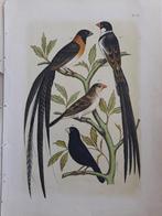 Chromolithografie - Plaat VI uit "De Vogelwereld" FRAAI, Gebruikt, Ophalen of Verzenden, Voor 1940, Dier