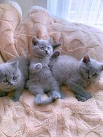 Raszuivere Britse korthaar kittens uit stamboom ouders, Dieren en Toebehoren, Meerdere dieren, Gechipt, 0 tot 2 jaar