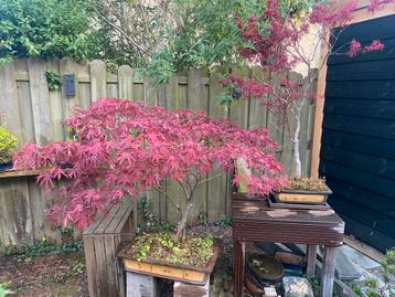 Twee japanse essoorn acer, diverse bonsai beschikbaar voor biedingen