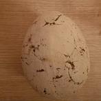 Rivierklei ei, Ophalen of Verzenden