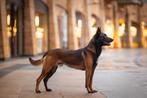 Mechelse herder DEKREU werklijn. KNPV gecertificeerd, Reu, Eén hond, 3 tot 5 jaar, Nederland