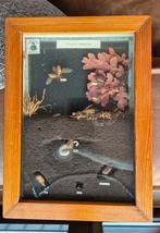 Oude school vitrine kast biologie meikever  vintage, Ophalen of Verzenden, Natuur en Biologie