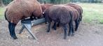Blauwe Texelaar dekrammen, Dieren en Toebehoren, Schapen, Geiten en Varkens, Mannelijk, Schaap, 0 tot 2 jaar