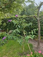 Buddleja davidii ‘Nanho Purple’ (Vlinderstruik), Tuin en Terras, Planten | Bomen, Ophalen, Halfschaduw, Overige soorten, 100 tot 250 cm