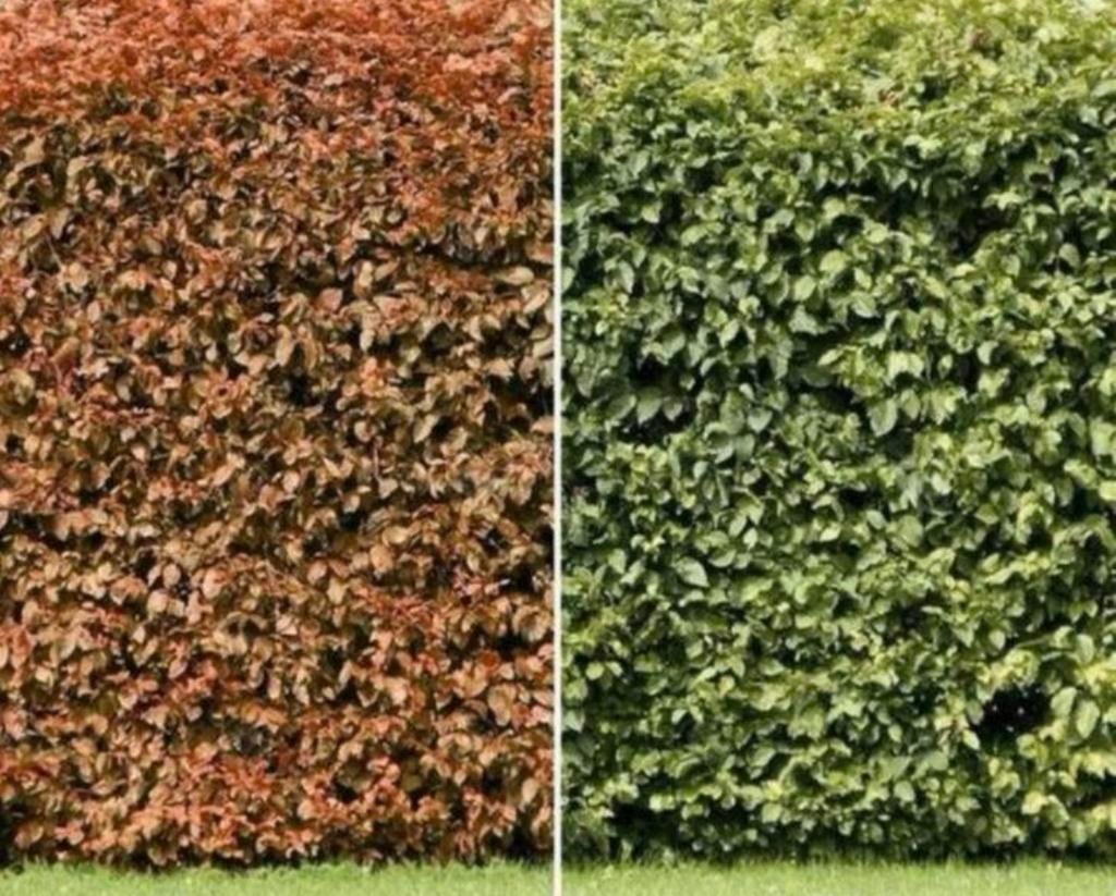Beukenhaag VOORRADIG, Tuin en Terras, Planten | Struiken en Hagen, Ophalen of Verzenden, Beukenhaag, 100 tot 250 cm