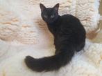 Zwarte poes met schapenvacht (REX), Dieren en Toebehoren, Katten en Kittens | Overige Katten, Poes, Kortharig, 0 tot 2 jaar