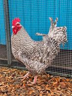 Sakar zoekt een huisje! (Haan), Dieren en Toebehoren, Pluimvee, Mannelijk, Kip