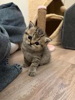 Prachtige Britse Korthaar kittens | Lees advertentie., Meerdere dieren, Ontwormd, 0 tot 2 jaar