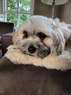 Lieve raszuivere Lhasa apso, CDV (hondenziekte), 1 tot 2 jaar, Eén hond, Nederland