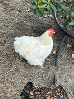 Cochin haantje wit, Dieren en Toebehoren, Pluimvee