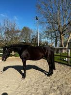Aangeboden 3 jarige zwarte ruin, Dieren en Toebehoren, Ruin, Dressuurpaard, 3 tot 6 jaar, Ontwormd