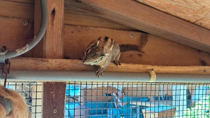 Tamiop Swinhoe mannetje 2 jaar oud., Dieren en Toebehoren, Knaagdieren, Mannelijk, Overige typen