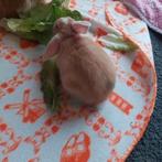 Jong konijntje ram, Dieren en Toebehoren, Konijnen, Mannelijk, Dwerg, Hangoor, 0 tot 2 jaar