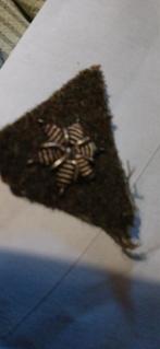 Rang eerste luitenant  let op heb er maar 1, Verzamelen, Militaria | Tweede Wereldoorlog, Ophalen of Verzenden, Nederland