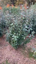 Eleagnus. Olijfwilg, Ophalen, Overige soorten, 100 tot 250 cm