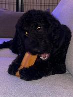 Labradoodle zoekt met spoed huisje in natuur, Rabiës (hondsdolheid), 15 weken tot 1 jaar, Overige rassen, Teef