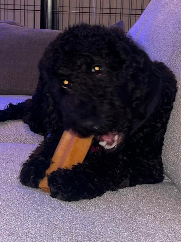 Labradoodle zoekt met spoed huisje in natuur, Dieren en Toebehoren, Honden | Retrievers, Spaniëls en Waterhonden, Teef, Overige rassen