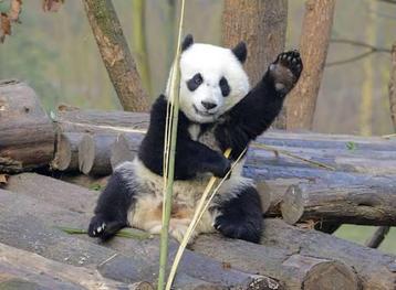 12 x Ouwehands e-tickets te koop - snel binnen!🐼🐼 beschikbaar voor biedingen