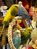 Beschikbaar diverse kleuren grasparkieten , geen groothandel, Dieren en Toebehoren, Vogels | Parkieten en Papegaaien, Meerdere dieren