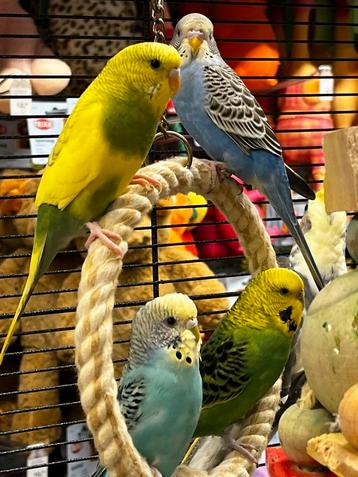 Beschikbaar diverse kleuren grasparkieten , geen groothandel beschikbaar voor biedingen