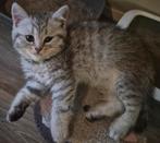 Lieve silver tabby kittens britse korthaar  mogen verhuizen, Meerdere dieren, Gechipt, 0 tot 2 jaar
