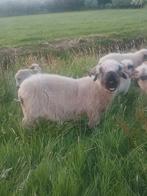 Walliser Schwarznase ooi, Vrouwelijk, Schaap, 6 jaar of ouder