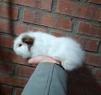 Ch teddy cavia beer, Dieren en Toebehoren, Cavia, Mannelijk, Tam, Oktober