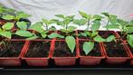 Cherry tomaten en paprika plantjes, Tuin en Terras, Ophalen, Volle zon, Groenteplanten, Eenjarig