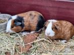 2 cavia beertjes, Dieren en Toebehoren, Knaagdieren, Cavia, Juni, Mannelijk, Tam