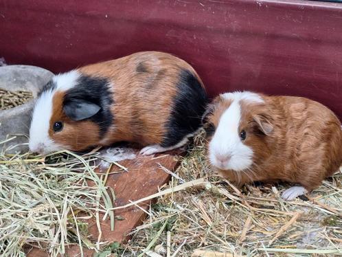 2 cavia beertjes, Dieren en Toebehoren, Knaagdieren, Mannelijk, Cavia, Juni, Tam