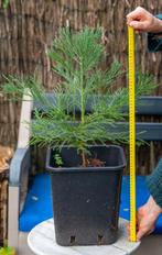 Jonge Giant Sequoia - Mammoetboom, grootste bomen ter wereld, Tuin en Terras, Overige soorten, Minder dan 100 cm, Ophalen, Volle zon