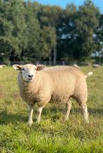 Fokooien ooien te koop, Dieren en Toebehoren, Vrouwelijk, Schaap, 0 tot 2 jaar