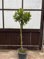 Tekoop : laurier op stam potgekweekt, Ophalen, Overige soorten, Volle zon