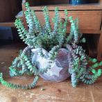 Stekjes crassula rupestris, Ophalen of Verzenden, Vetplant, Volle zon, Minder dan 100 cm