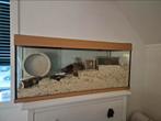 Hamsterhok aquarium en toebehoren, Zo goed als nieuw, 75 tot 110 cm, Ophalen, Minder dan 60 cm