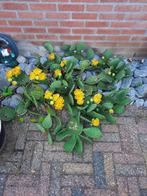 Opuntia, schijfcactus in bloei, Bodembedekkers, Volle zon, Vaste plant, Ophalen of Verzenden