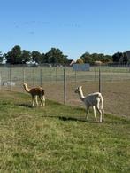 Alpaca hengsten, Dieren en Toebehoren, Augustus, Mannelijk