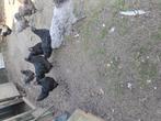 Australorp groot, Dieren en Toebehoren, Pluimvee, Vrouwelijk, Kip