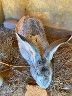 Vlaamse reus reuzen konijn chinchilla kleur, Dieren en Toebehoren, Konijnen, Mannelijk, Groot, 0 tot 2 jaar