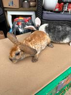 Konijntjes, Dieren en Toebehoren, Konijnen, Vrouwelijk, Middelgroot, Hangoor, 0 tot 2 jaar