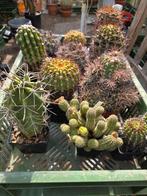 Cactus Collectie - Diverse Soorten, Tuin en Terras, Overige soorten, Volle zon, Vaste plant, Ophalen of Verzenden