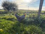 Araucana haan, Dieren en Toebehoren, Mannelijk, Kip