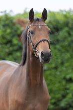 3 jarige spring merrie, Dieren en Toebehoren, Paarden, Merrie, Springpaard, 3 tot 6 jaar, 160 tot 165 cm