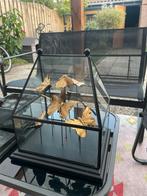 Glazen Stolp met Gouden Vlinders, Huis en Inrichting, Ophalen of Verzenden, Zo goed als nieuw