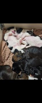 Geboren 3 oktober mix eng.stafford lagotto romagnolo, Dieren en Toebehoren, Honden | Niet-rashonden, 8 tot 15 weken, Meerdere