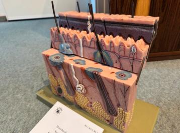 Somso anatomisch model huid mens anatomie beschikbaar voor biedingen