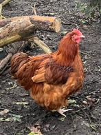 Orpington haan, Dieren en Toebehoren, Pluimvee, Mannelijk, Kip