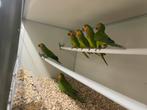 Te koop gevraagd grote parkieten en papegaaien, Dieren en Toebehoren, Vogels | Parkieten en Papegaaien, Meerdere dieren, Parkiet