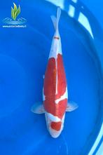 078 Doitsu Kohaku, Dieren en Toebehoren, Karper of Koi